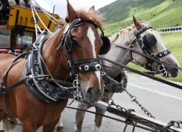 029 - die beiden leitpferde